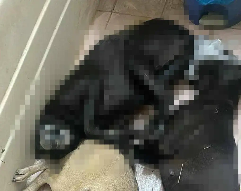 慘遭宰殺犬隻。江和樹提供