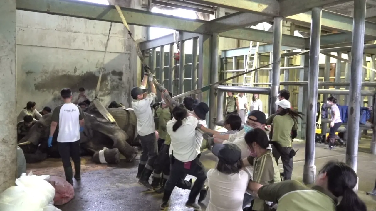 非洲象「美代」昨日突然坐下後即無法再自行站立,醫療照養團隊召集人力支援嘗試協助其重新站起。台北市立動物園提供
