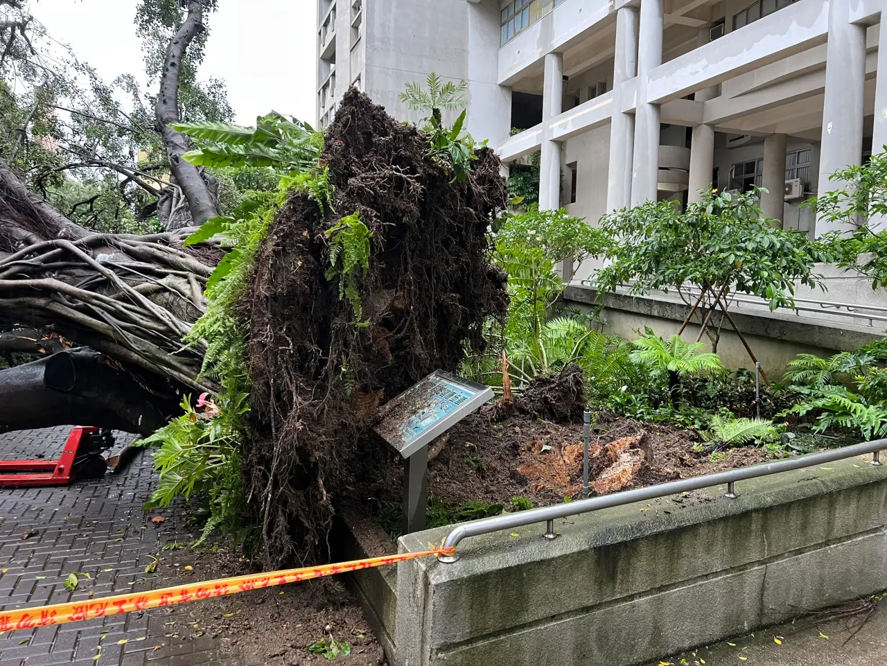 吳姓男碩生遭倒下大榕樹壓住,經救出送醫仍因傷重宣告不治。王煌忠攝