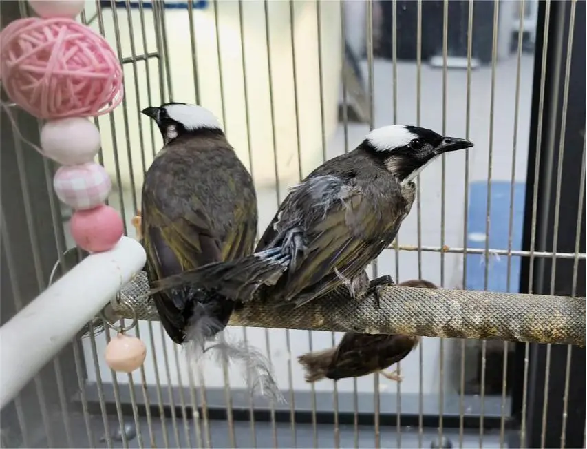 白頭翁的鳥首帶著一頭「白髮」。新北市動保處