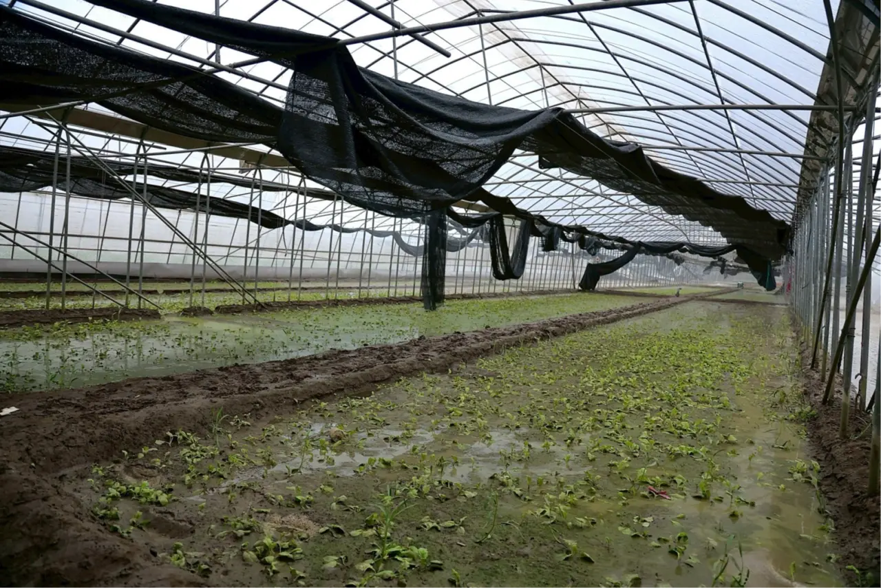 嘉義新港蕹菜網室受颱風摧殘。政院提供