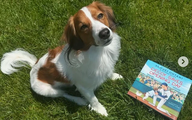 以大谷翔平愛犬Decoy為主角的繪本即將在明年2月發行。翻攝大谷翔平IG