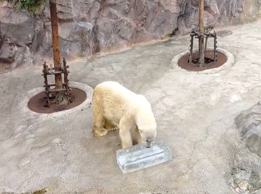 北海道22日比東京還熱,旭山動物園發蜂蜜冰柱給北極熊等動物消暑。翻攝旭山動物園X