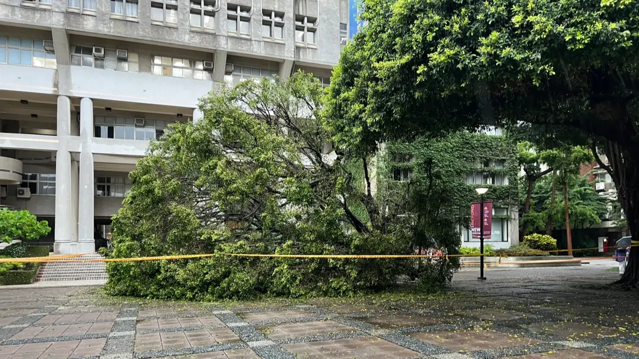 逢甲大學一棵60年大榕樹13日倒塌壓死吳姓碩士生。資料照片/王煌忠攝