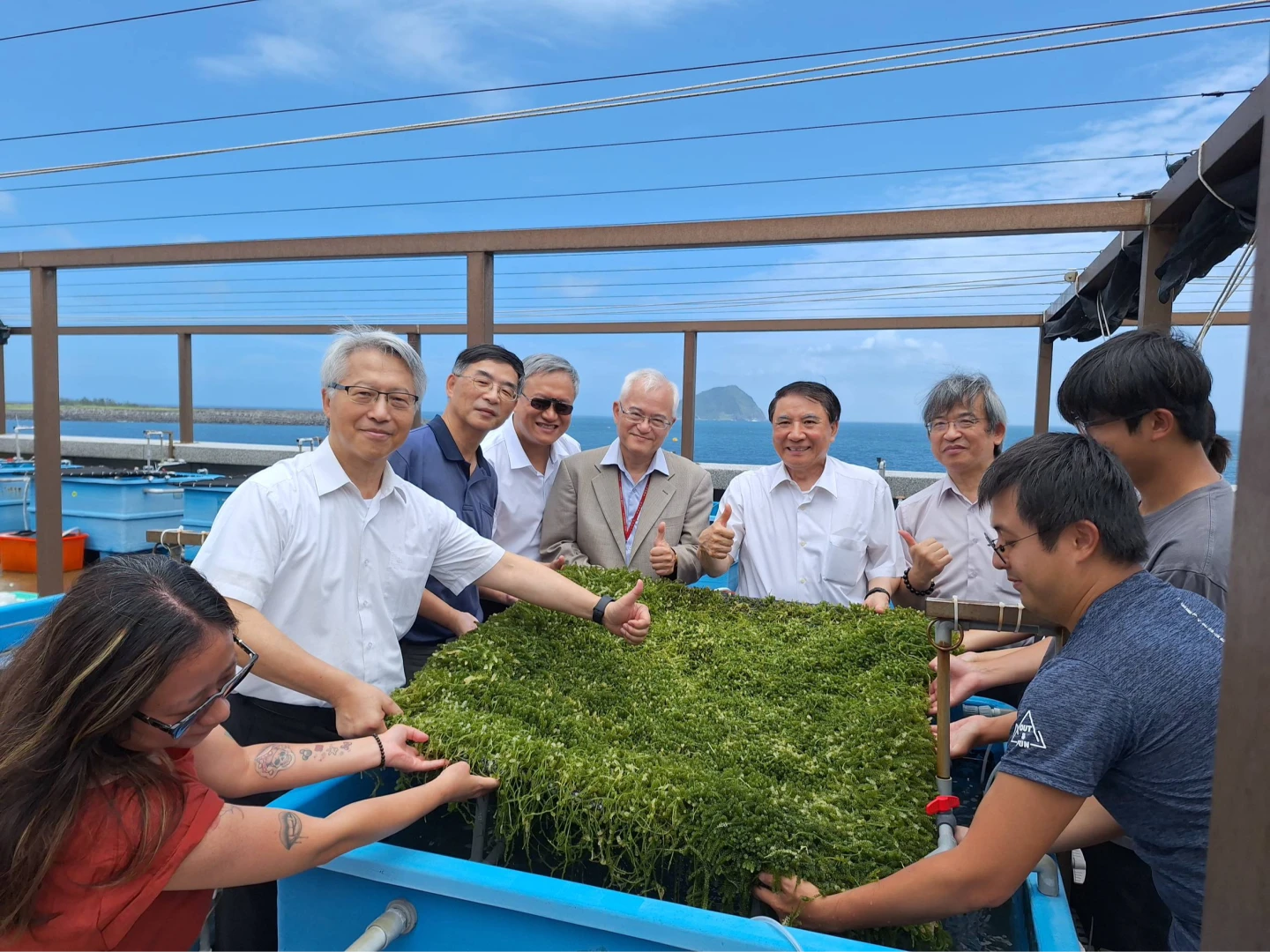 海洋大學養殖大型海藻養殖預計應用於藍碳碳匯。中研院提供