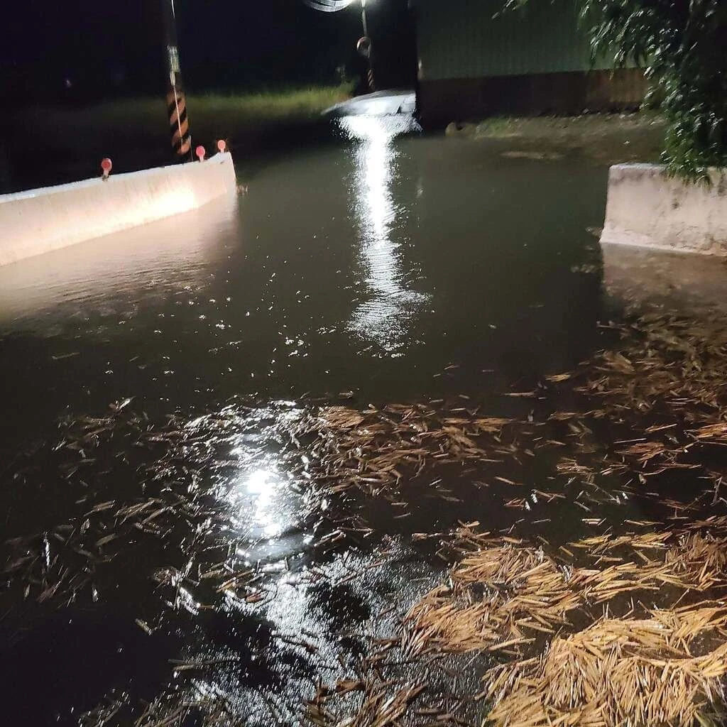 台中市28日凌晨開始降雨,恰逢海水滿潮,大安區中庄里南海路附近出現淹水情況,田裡的稻草隨水漂出,堆積路面。(莊明堯提供)中央社