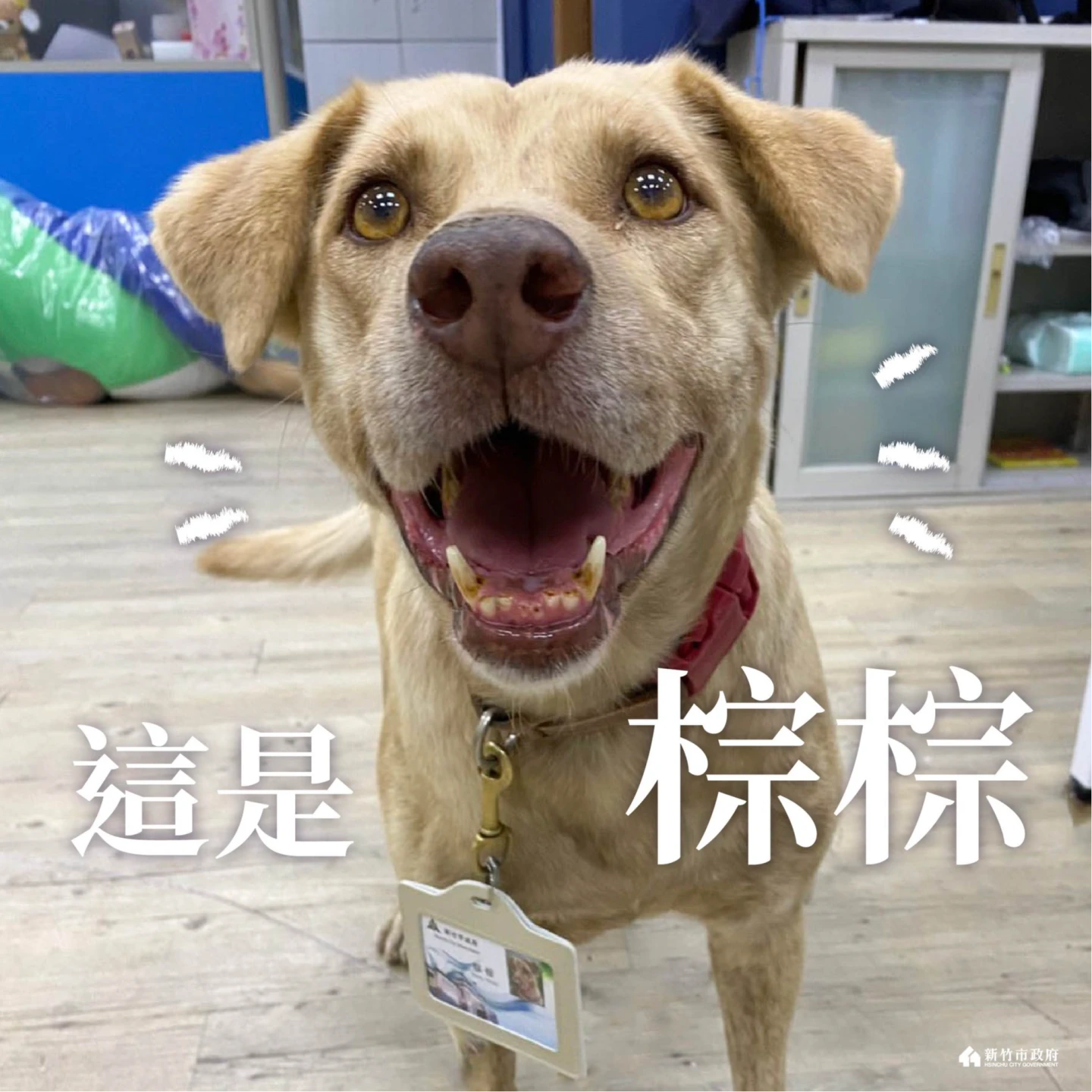 「棕棕」模樣可愛。翻攝自林智堅臉書