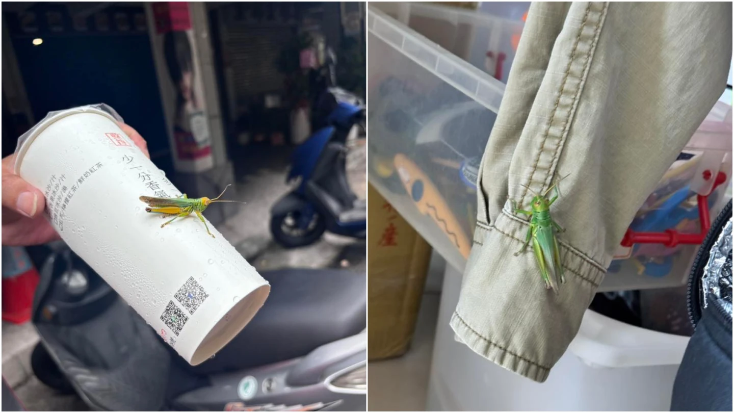 有網友說,出個門買飲料就發現蝗蟲(左),甚至飛進民眾高樓住家(右)。翻攝自臉書「路上觀察學院」