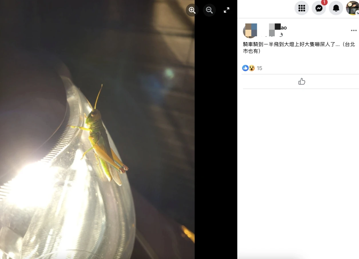 女子表示,騎車時蝗蟲飛到她的機車大燈上,「好大隻嚇屎人了...(台北市也有)」。翻攝自臉書「路上觀察學院」