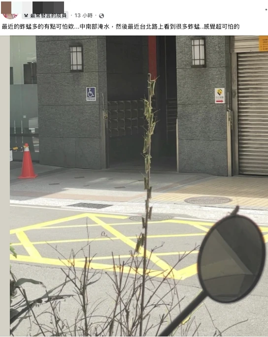 在都會區突然看到數量激增的蝗蟲,讓發文女網友「感覺超可怕的」。翻攝自臉書「路上觀察學院」