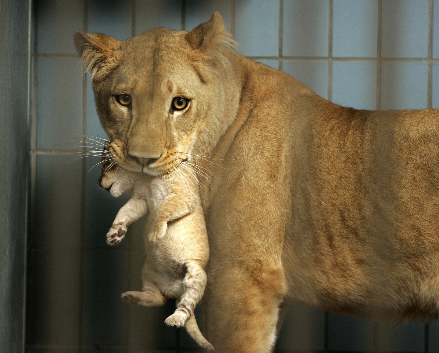 丹麥阿爾堡動物園近日公開募集民眾不想養的寵物,要給獅子、老虎等猛獸吃。圖為阿爾堡動物園內的母獅叼著小獅資料照。法新社