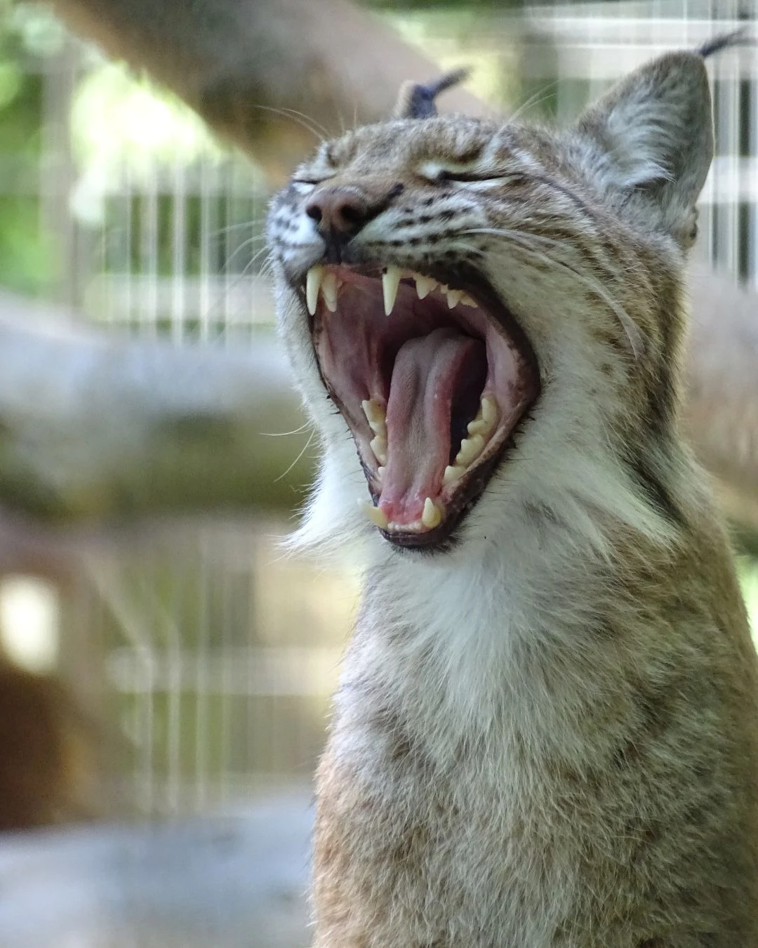 丹麥阿爾堡動物園在貼文強調,模擬大自然食物鏈的飲食對歐亞猞猁很重要。翻攝臉書