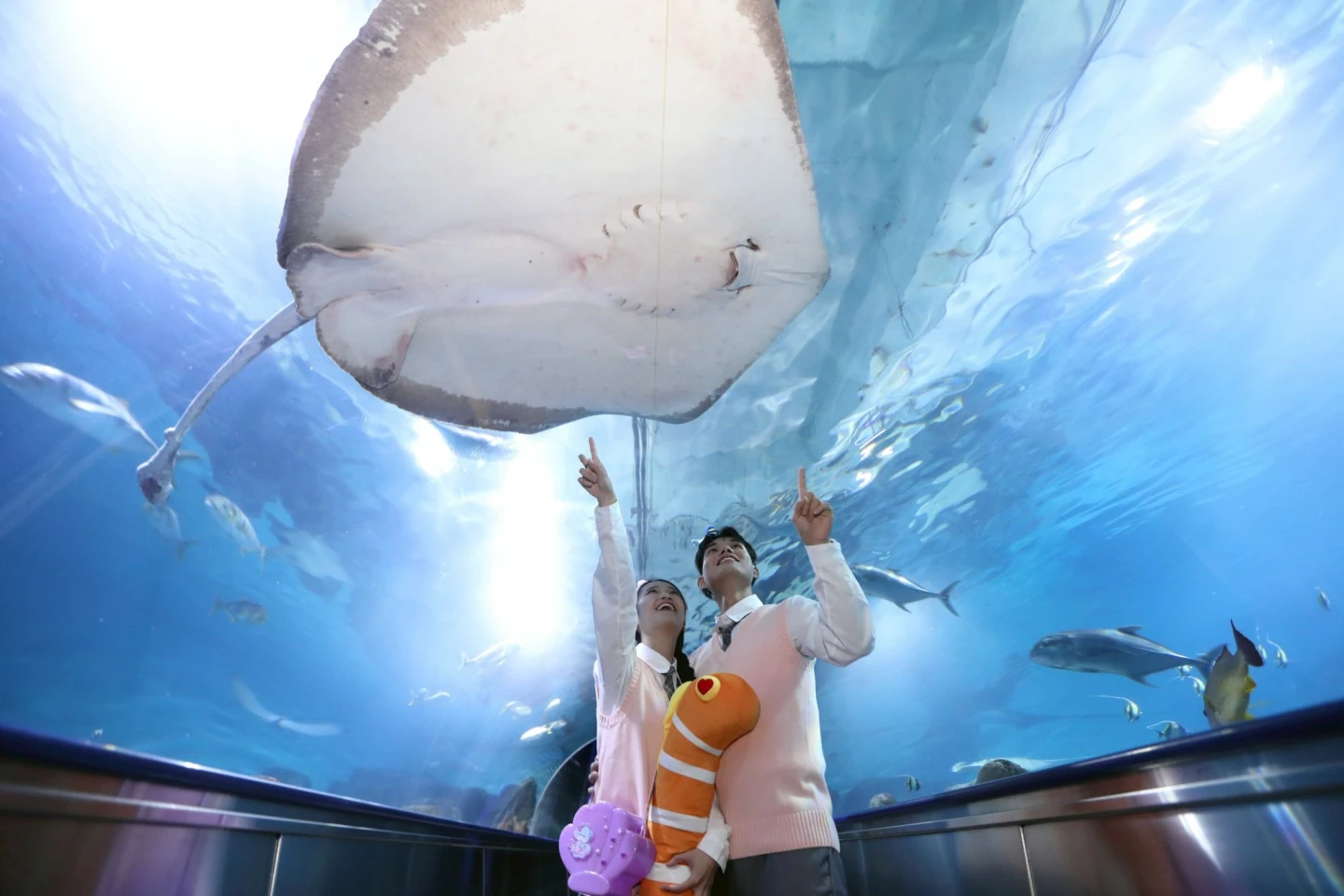 遠雄海洋公園水族館,宛如置身海底隧道,多角度觀察海中生物。遠雄海洋公園臉書