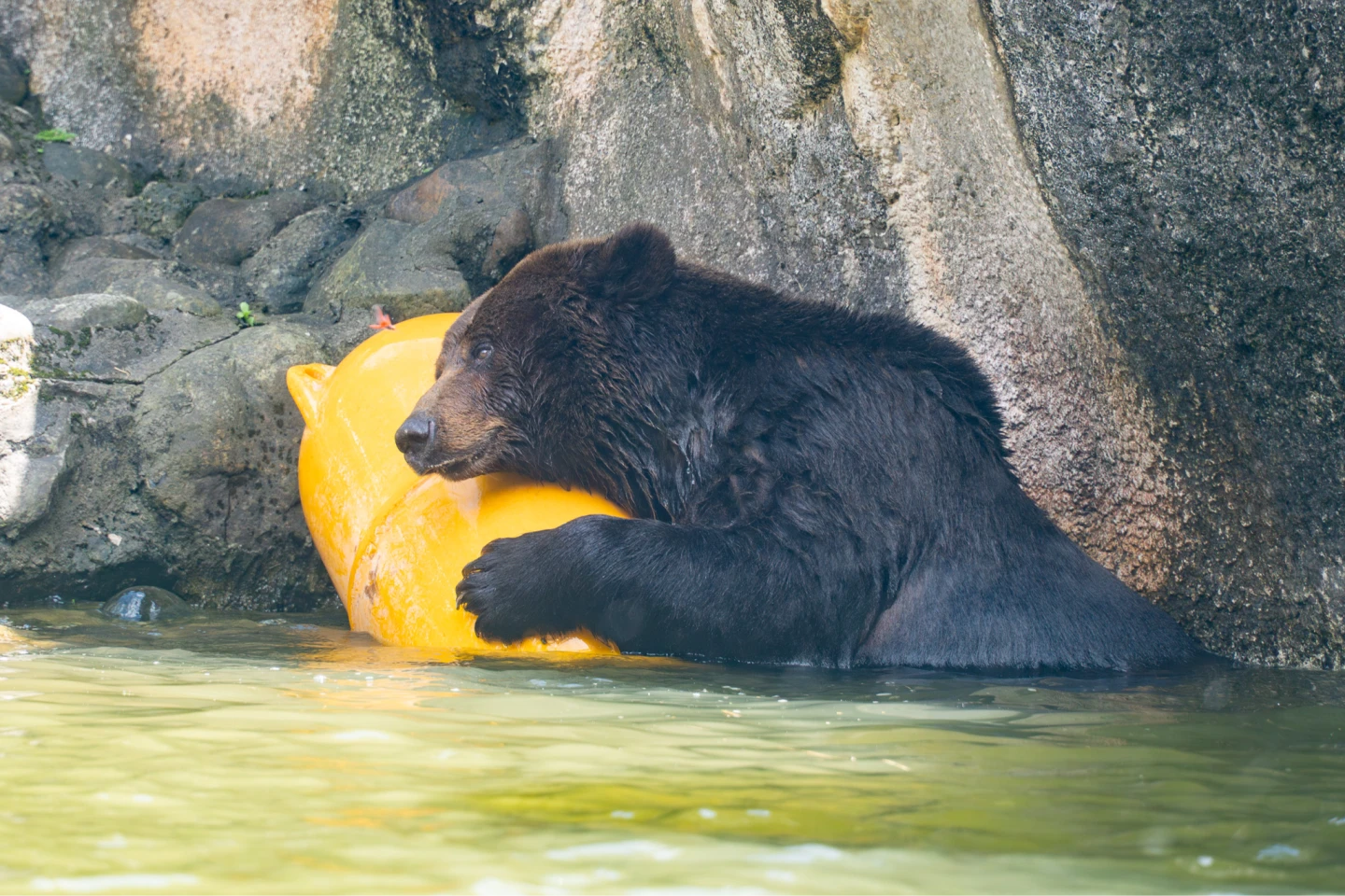 「小喬」近期出現喘促、懶散、食慾下降等症狀。台北市立動物園提供
