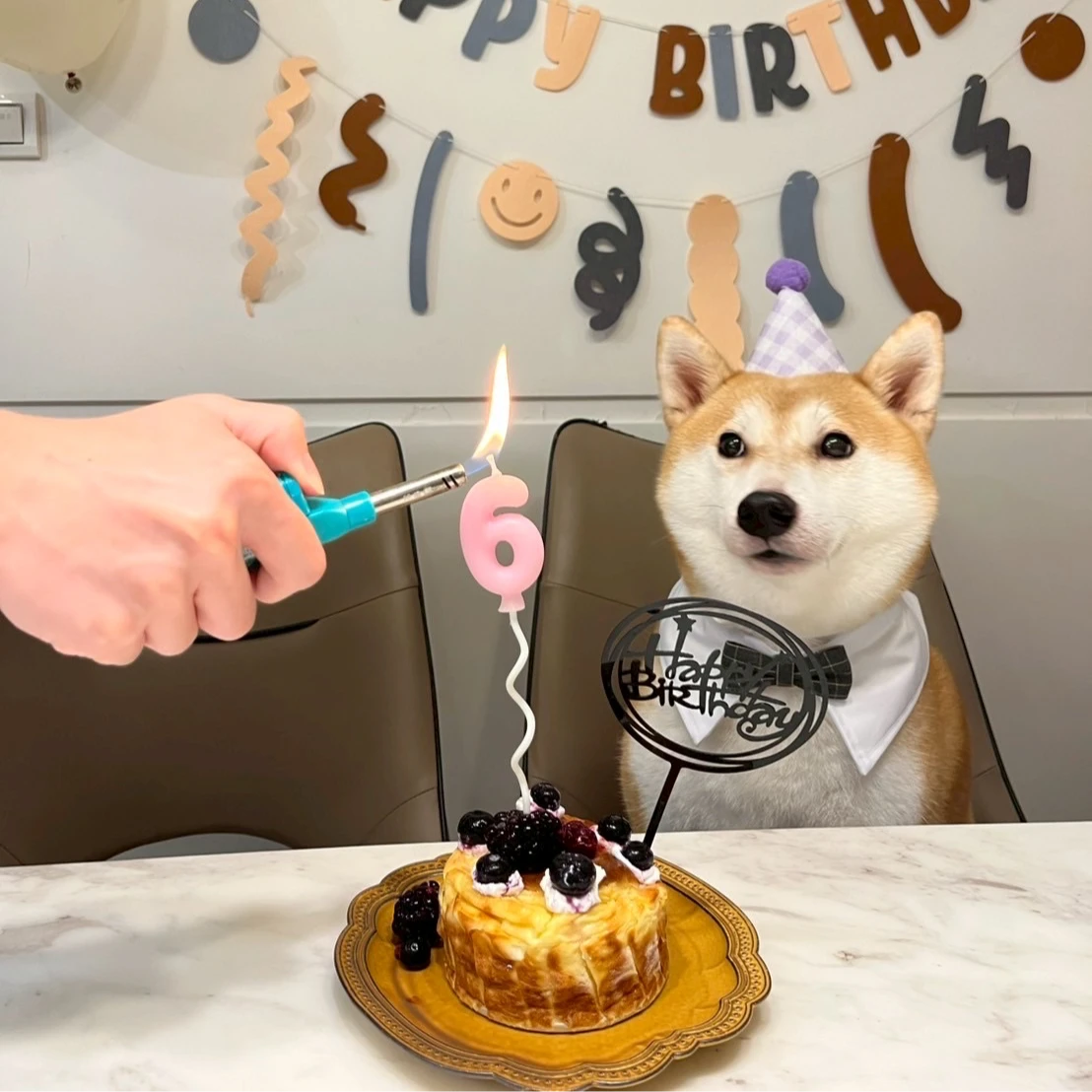 毛小孩是許多飼主為最親密家人。圖為飼主幫寵物柴犬慶生,陳力維攝