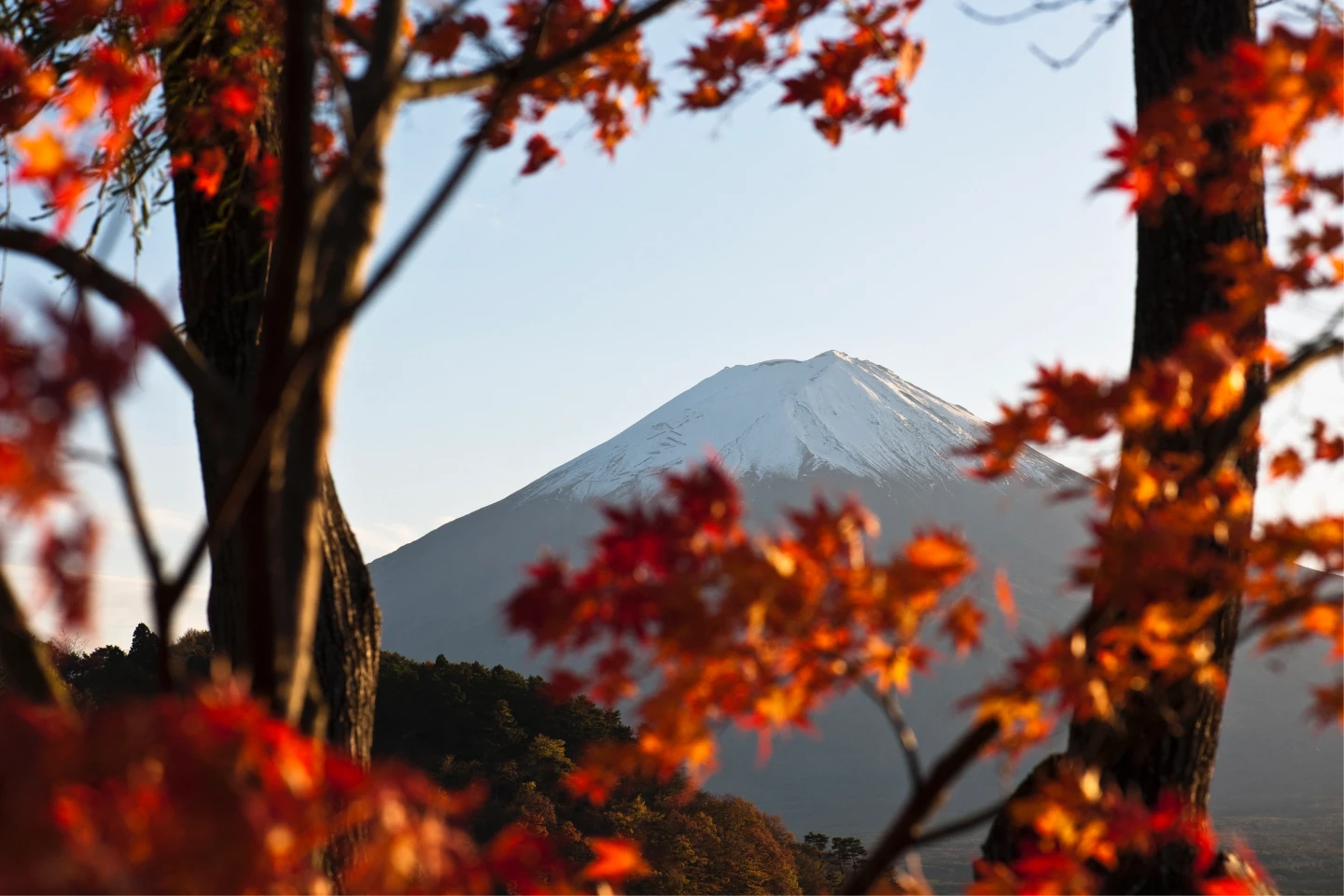 中國籍飯店老闆不滿鄰居的樹擋到富士山找人砍樹,被日本法院以毀損罪判處1年徒刑、緩刑3年。圖為河口湖富士山資料照。法新社