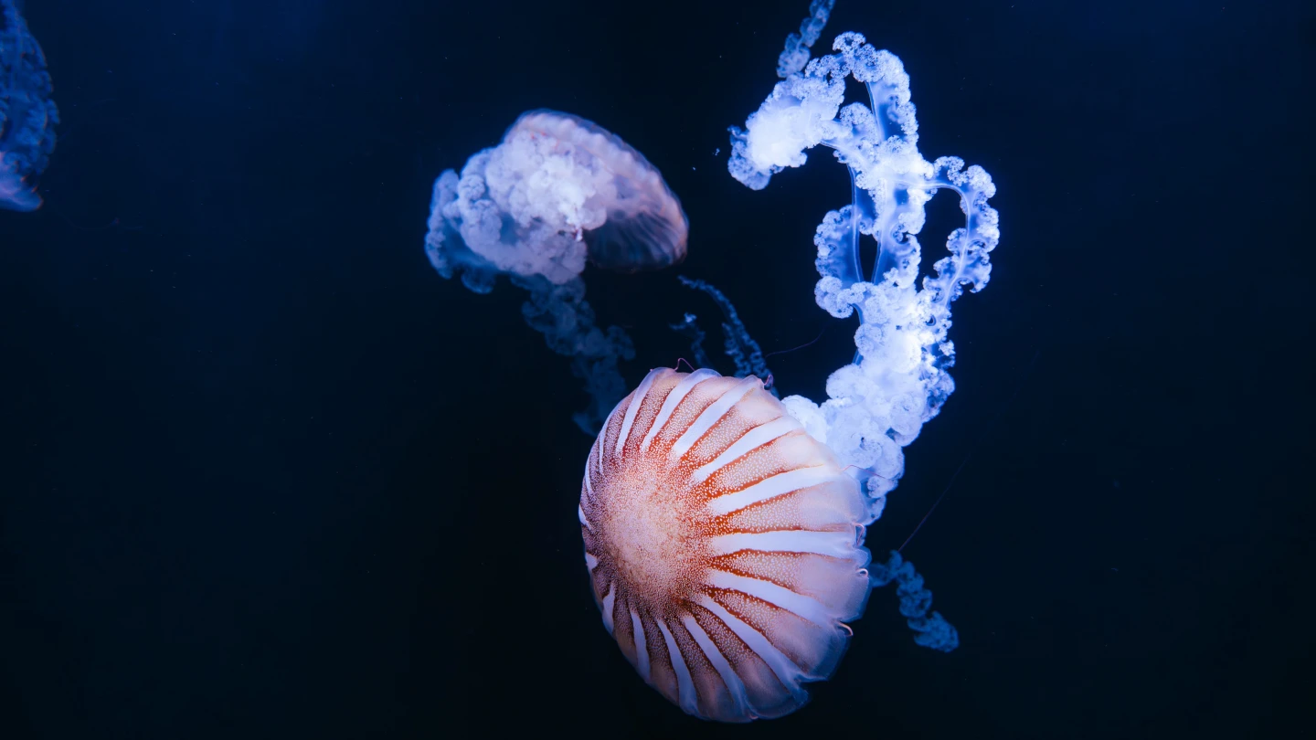 巨大身形的南美洲海刺水母。業者提供