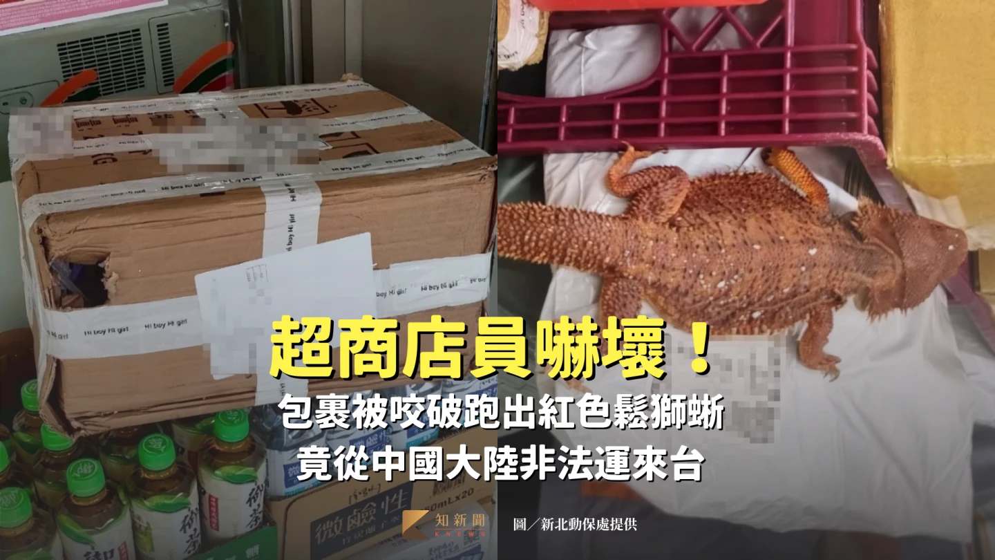 超商包裹被咬破跑出鬆獅蜥,經調查來自中國大陸。新北動保處提供
