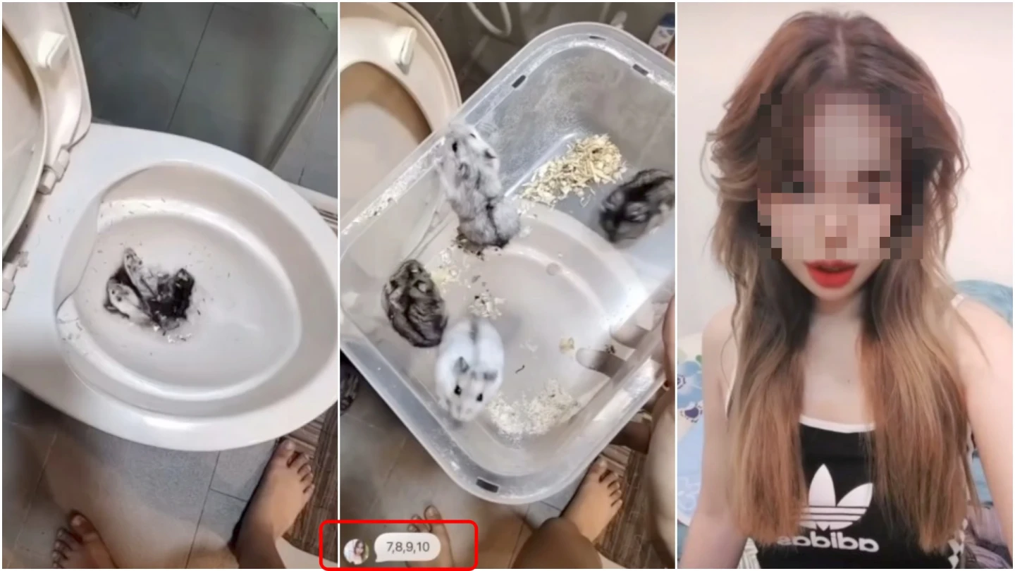 女子殘忍將倉鼠丟進馬桶沖水,還一邊報數(紅框處),更上傳網路社群炫耀,影片在網路瘋傳,女子行徑引發全網公憤。取自社群Threads@taifang0516