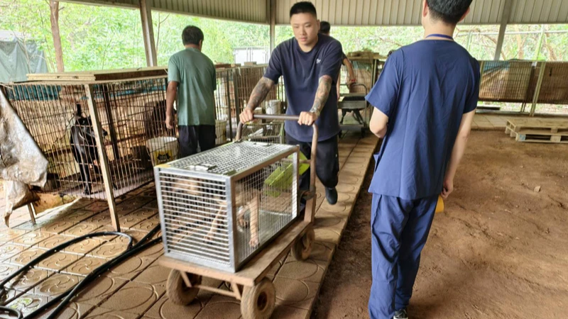 新竹縣動物保護防疫所3日表示,日前於新埔鎮查獲1處籠飼犬飼養不當案,並將未被認養的24隻犬隻沒入帶回安置,盼民眾能助認養,另對動物虐待與疏忽等案,將續執法嚴懲。新竹縣動物保護防疫所提供