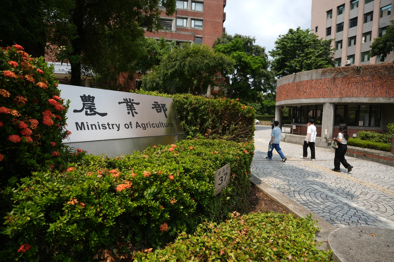 10大惠台政策！農業部以鳳梨為例：中國市場高度不穩定　持續擴展海外