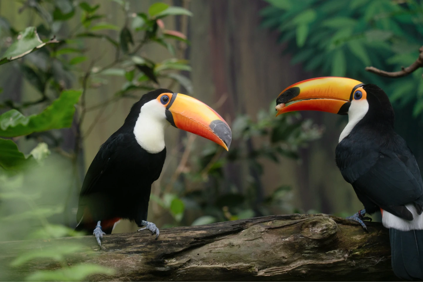 大巨嘴鳥偶爾會「順手」取食樹獺食物。台北市立動物園提供