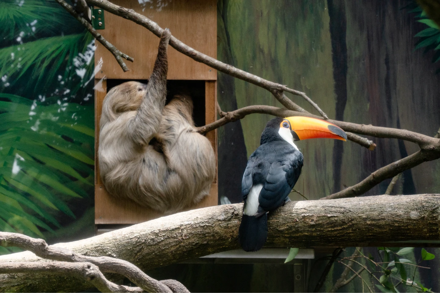大巨嘴鳥、二趾樹獺當室友。台北市立動物園提供