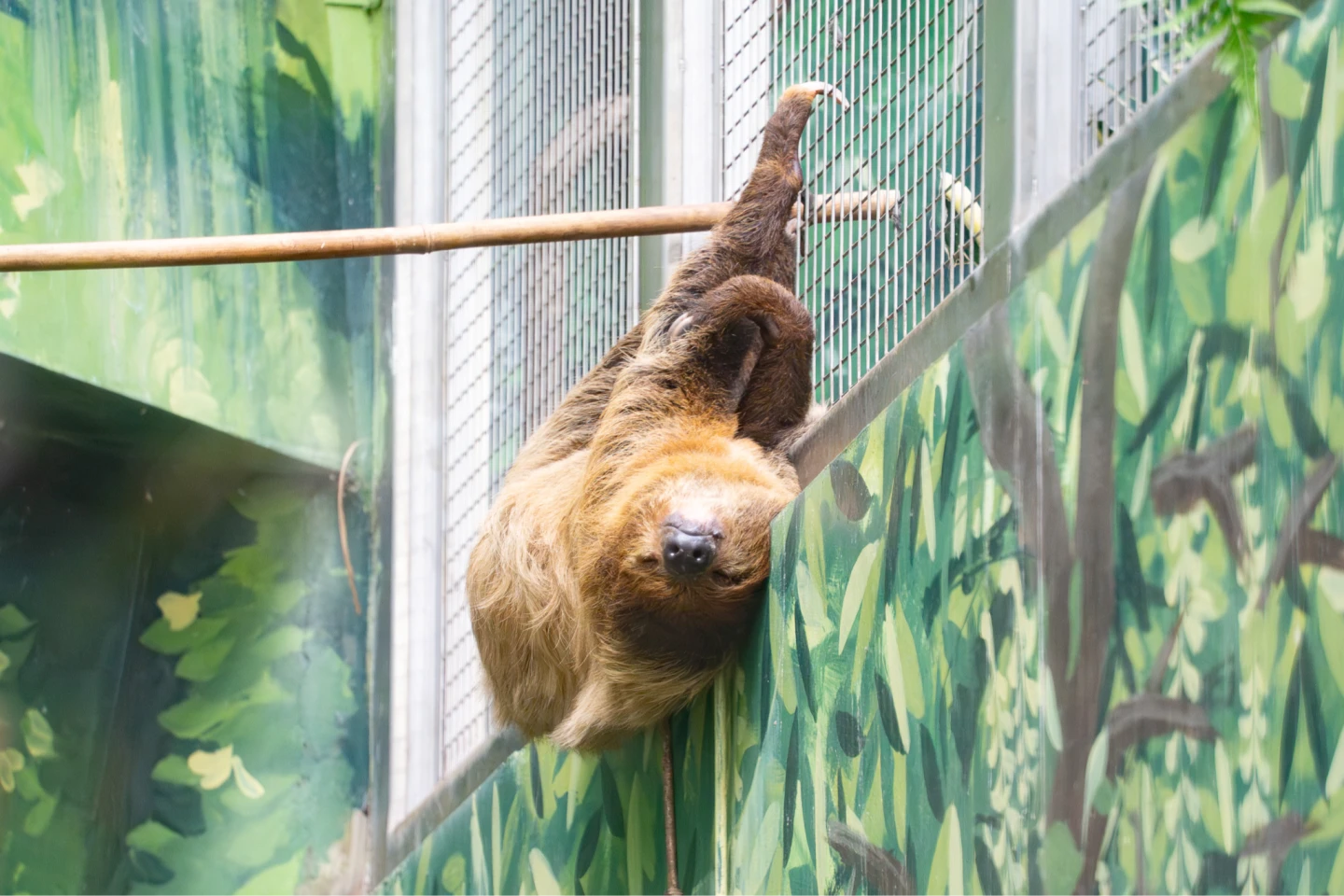 動物園設置樹獺專用「巢箱」。台北市立動物園提供