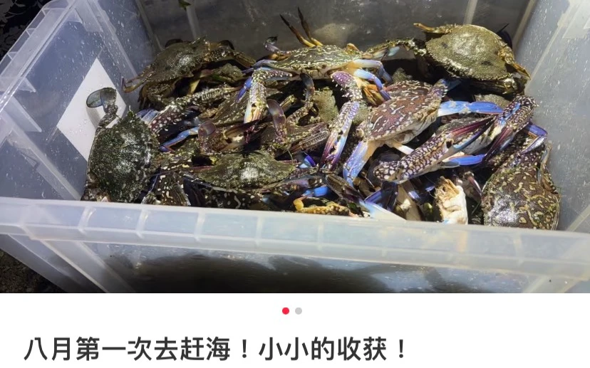 住在日本的中國人8月14日在小紅書分享,自己連開車的時間在內,花了6、7個小時在東京灣抓了15公斤的蘭花蟹。取自小紅書