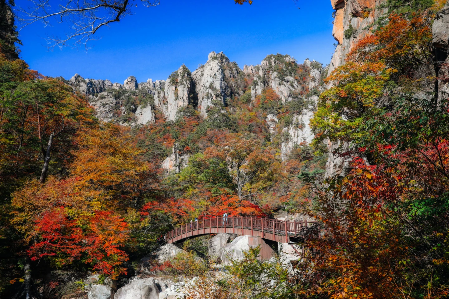可樂旅遊推出多款熱門旅遊地一日遊優惠,例如韓國雪嶽山賞楓999元起。可樂旅遊提供