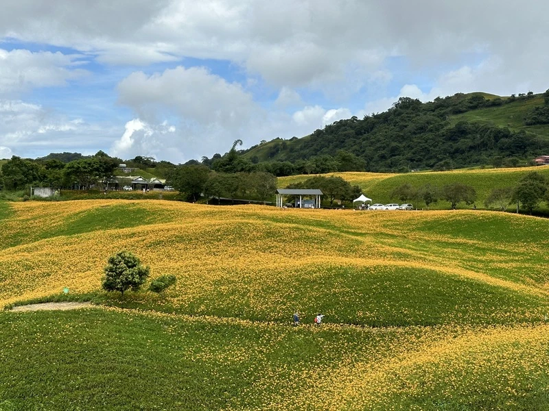 花蓮富里鄉舉辦「第一屆六十石山馬拉松挑戰賽」14日登場,預計吸引逾2000名跑者;賽道穿越金針花海、古道、田園小徑,當天將執行交管。圖為六十石山金針花海盛況。中央社
