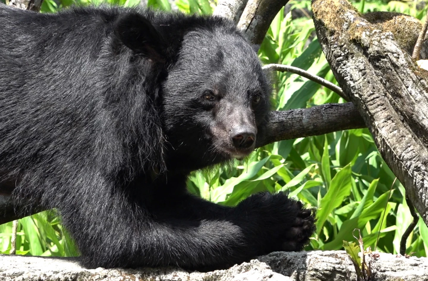 黑輪大嗑「剉冰」後露出享受模樣。台北市立動物園提供
