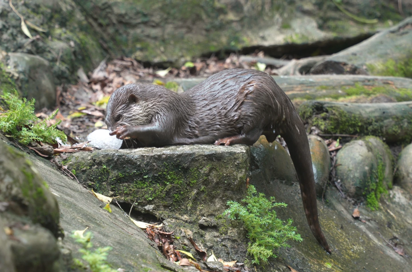 小爪水獺會用靈活小巧的前肢翻撥碎冰。台北市立動物園提供