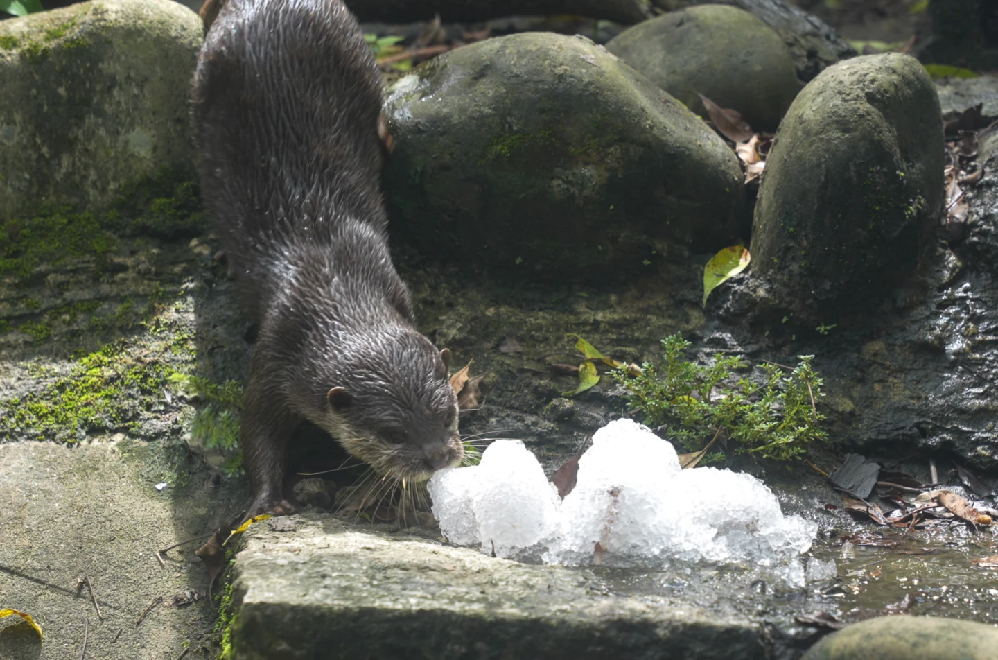 魚飯糰包裹水獺平時食用的目孔魚等魚類。台北市立動物園提供