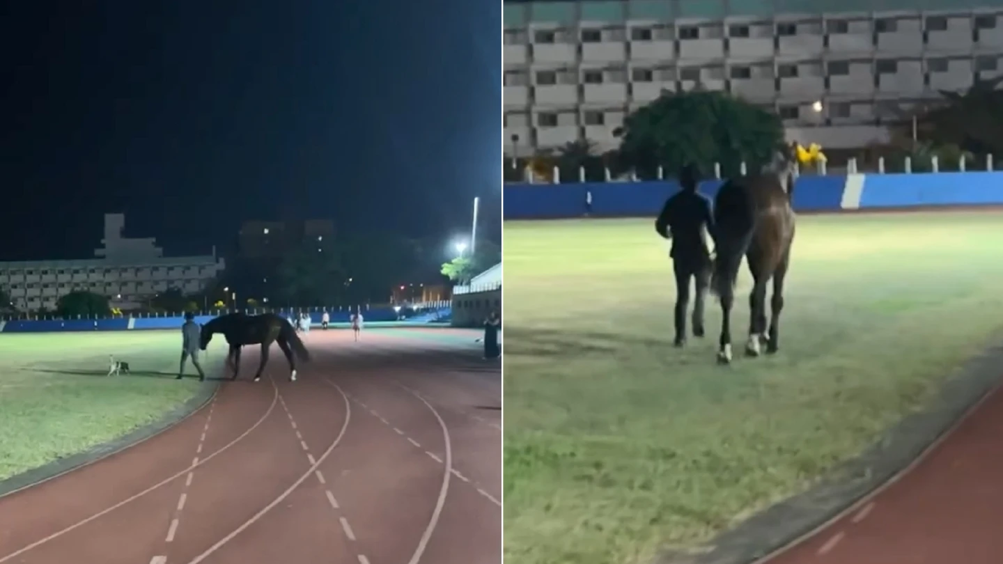 近日有馬主帶著馬匹在花崙田徑場運動,引發網友關注。threads@high827867授權