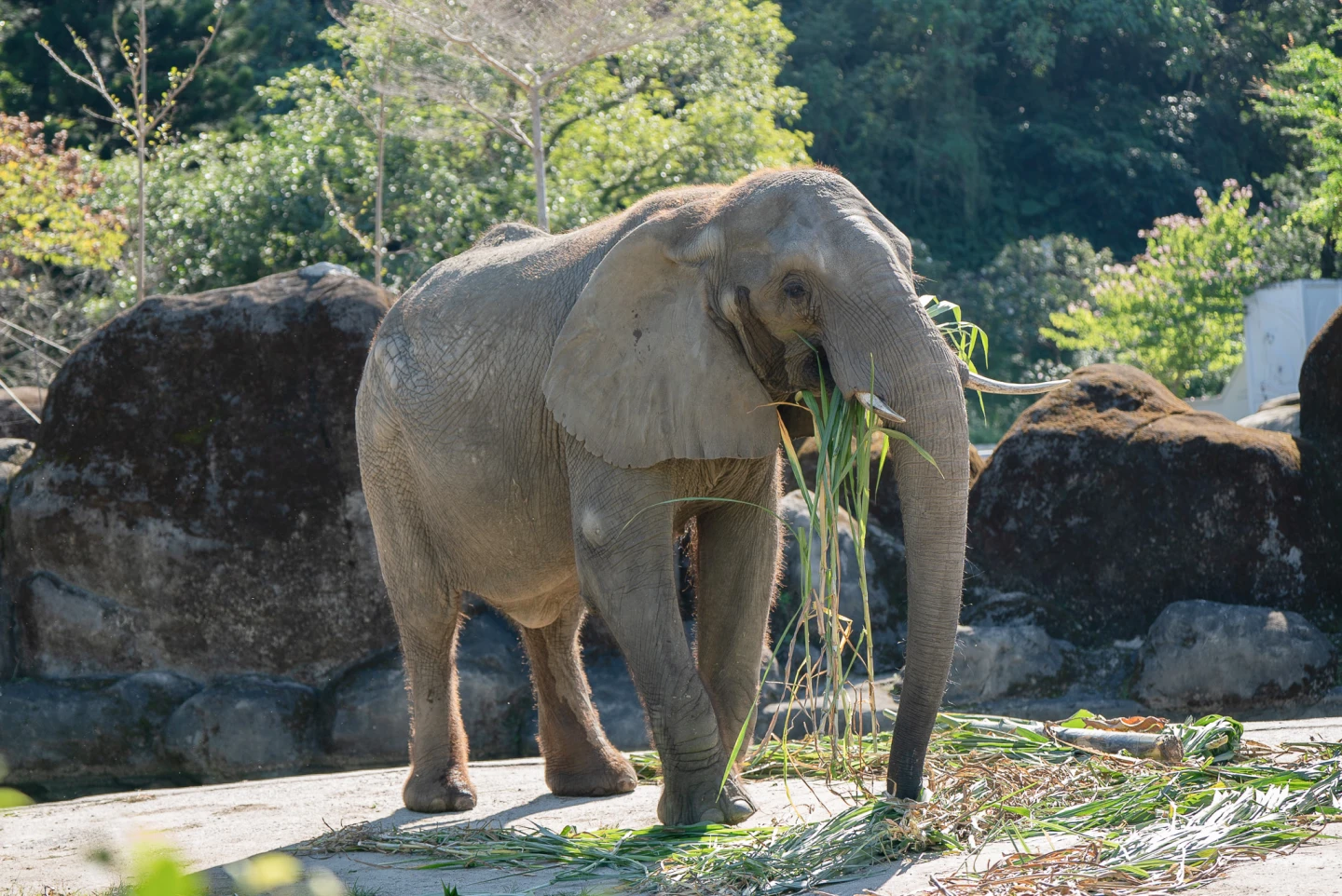 42歲非洲象「美代」6月離世。台北市立動物園提供