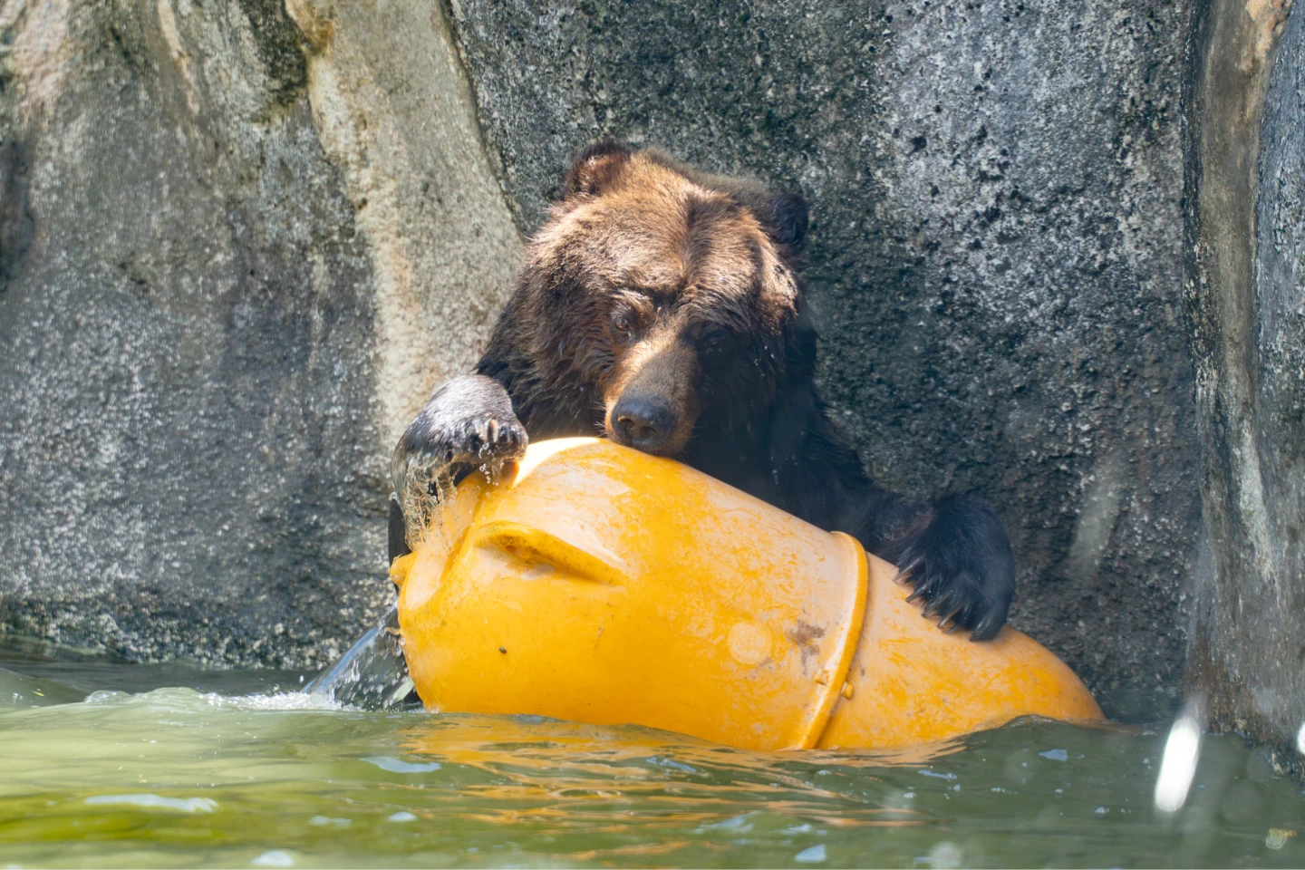 棕熊「小喬」惡性腫瘤細胞復發。台北市立動物園提供