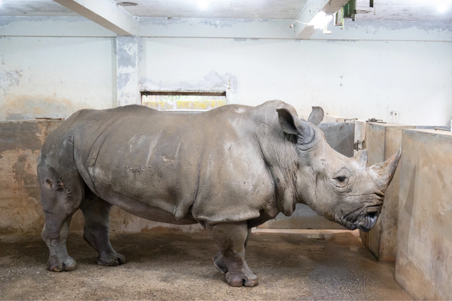 白犀牛「犀敏」因呼吸器官衰竭離世。台北市立動物園提供
