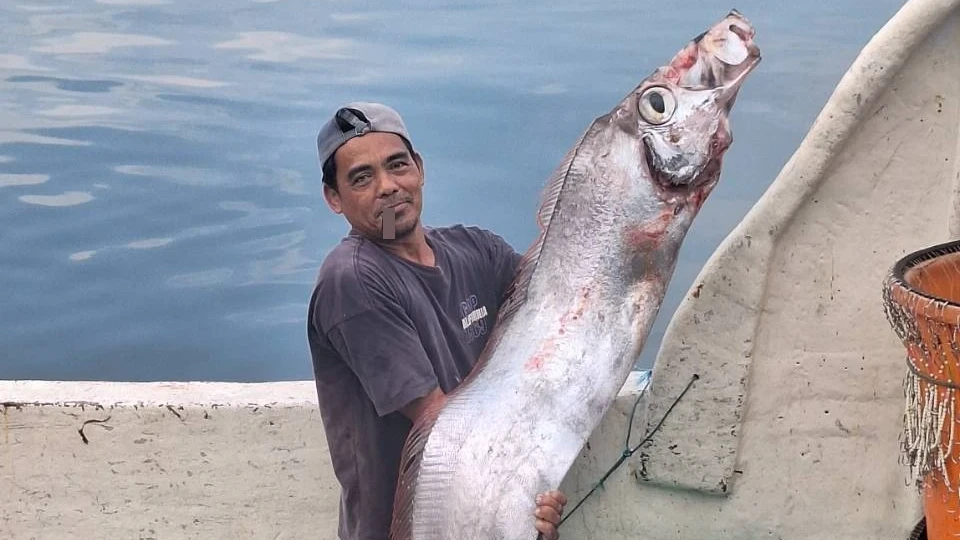 獨家|高雄外海罕見捕獲「地震魚」比人還高!民眾嚇:地震前兆? 專家這樣說
