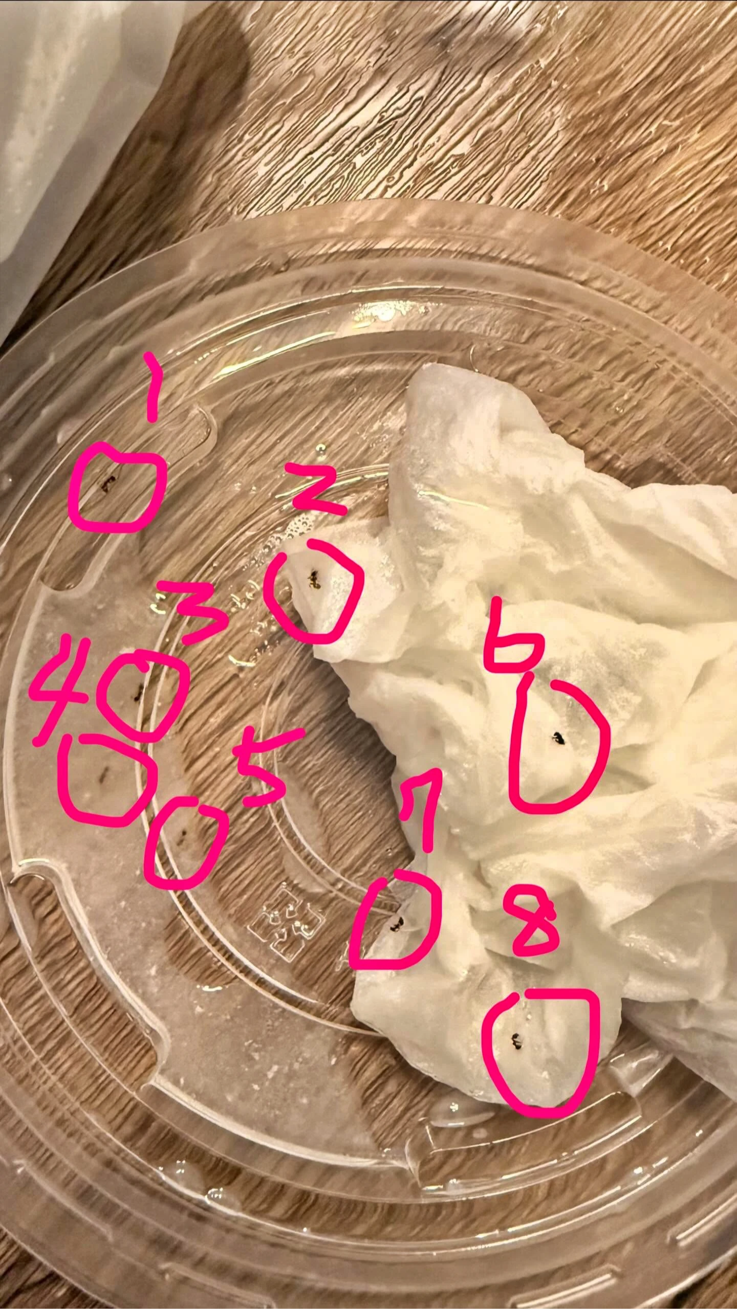 脆友吃沒幾口,就撈出8隻螞蟻。取自Threads@bug111833