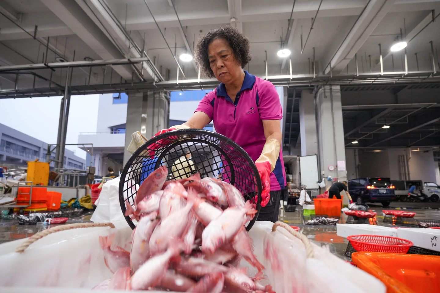 高雄前鎮漁港的魚市場是大盤商的分銷地,許多攤販、廚師會來挑選海鮮。李柏毅攝