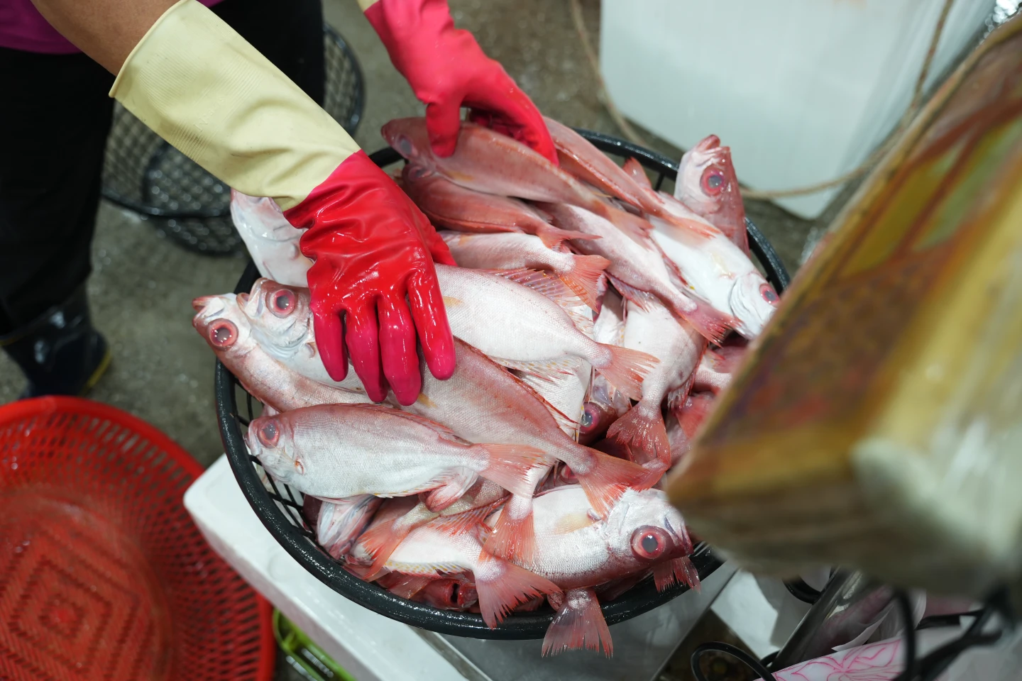 前鎮漁港的魚販把整籃的新鮮魚貨過磅稱重。李柏毅攝