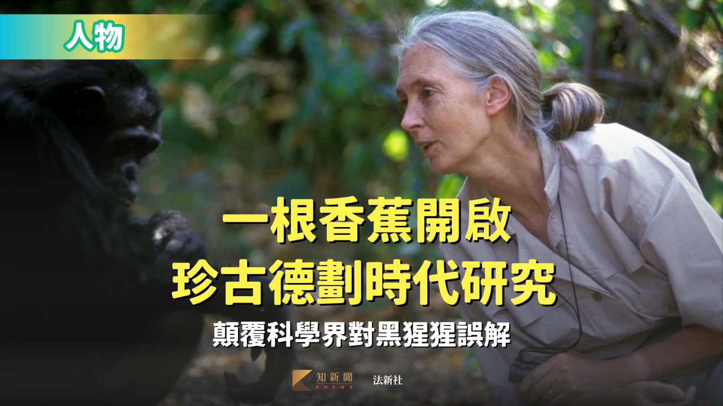 人物｜一根香蕉開啟珍古德劃時代研究　顛覆科學界對黑猩猩誤解