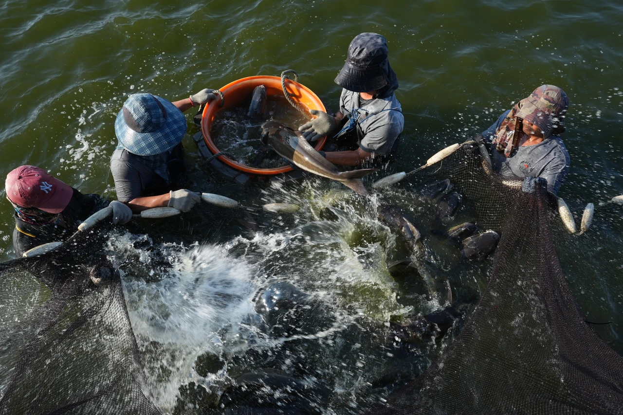中油LNG水幫助高雄永安區養殖戶提高池魚存活率,也讓魚肉品質更好。葉志明攝