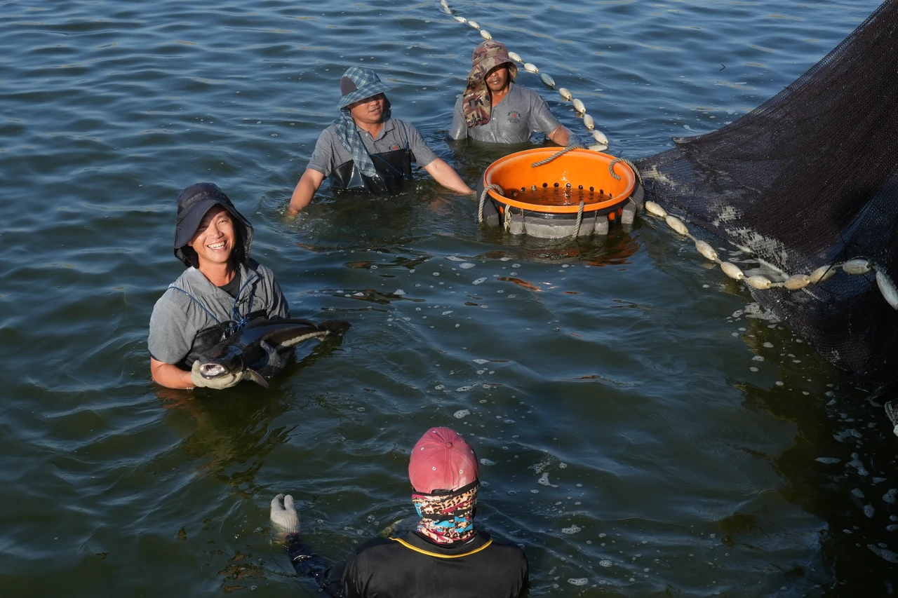 專訪|碩士養魚郎翻身模範漁民!劉柏君靠2招養出8斤海鱺攻入壽司郎