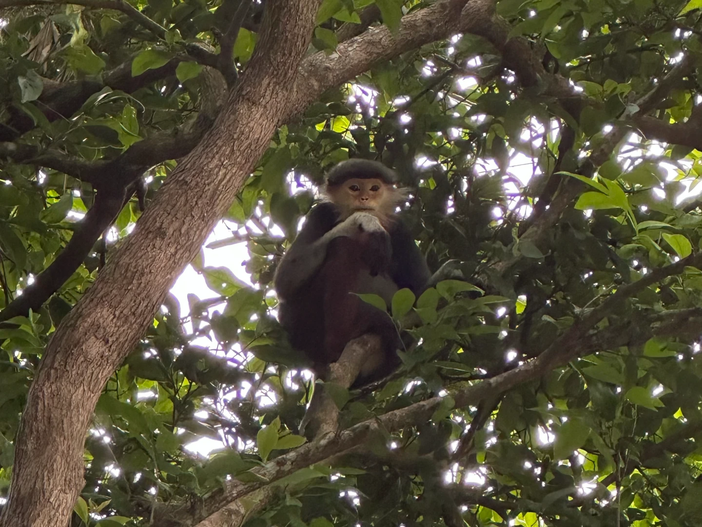 生態導覽有機會看到可愛的猴子在樹上活動。劉沛妘攝