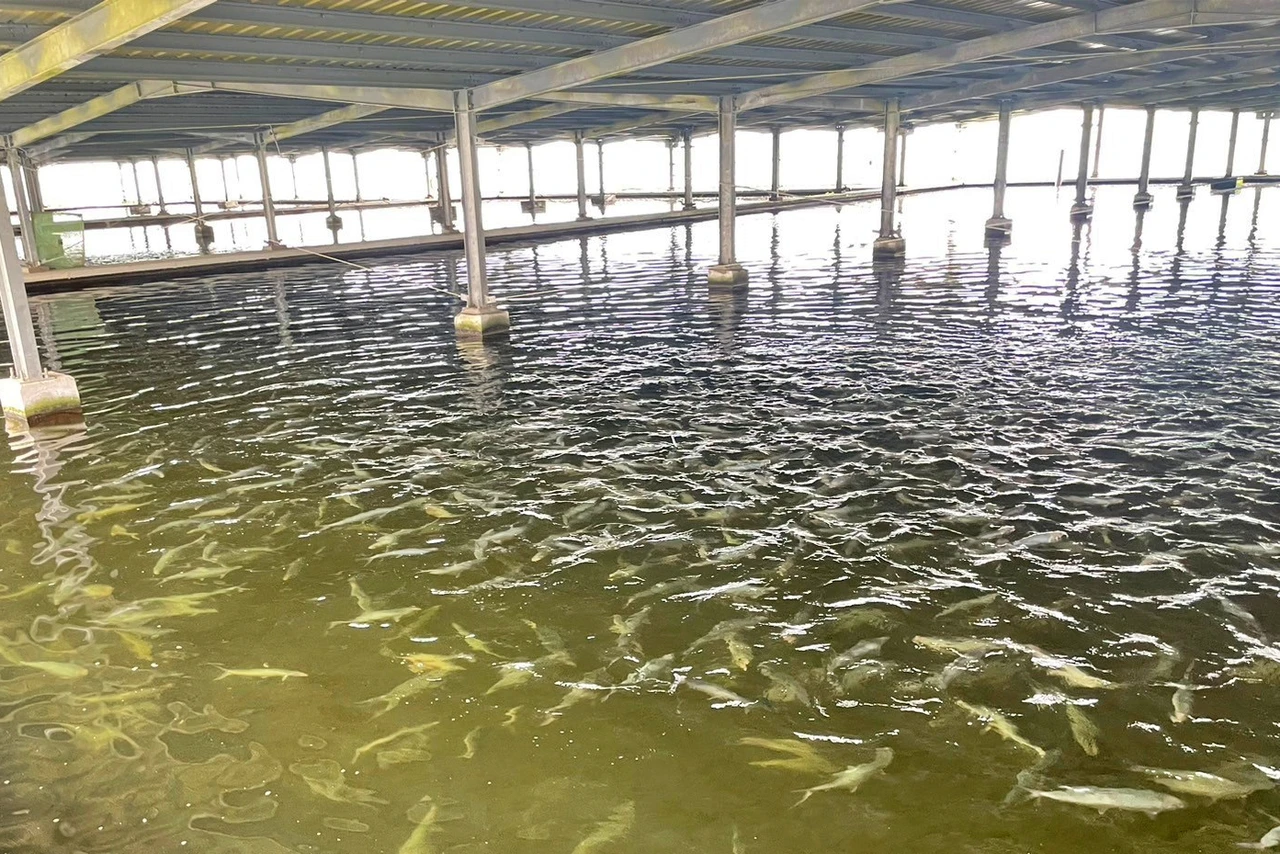 台南漁電共生飼養虱目魚。南市府農業局提供