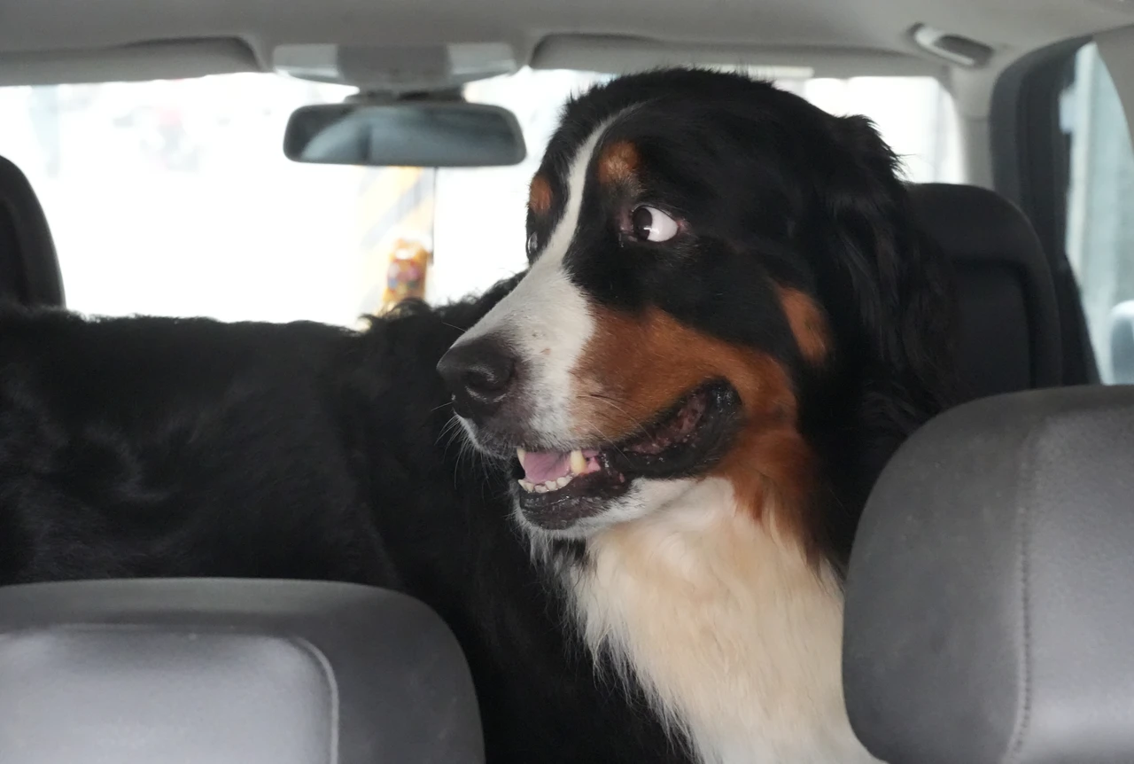 犬貓急診缺藥疑慮！農業部擬讓獸醫預儲藥品　下周開會凝共識