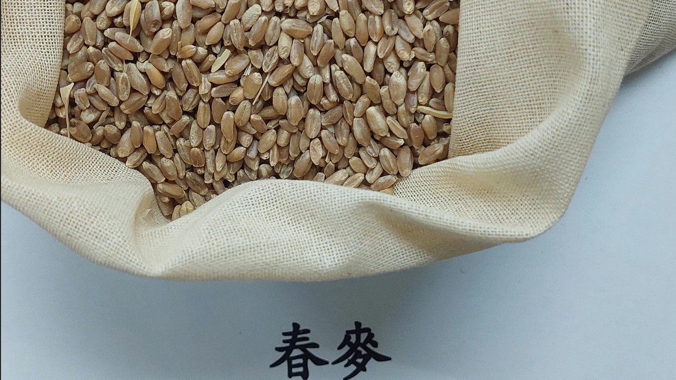 超過122萬美國春麥「真菌毒素」超標。食藥署提供