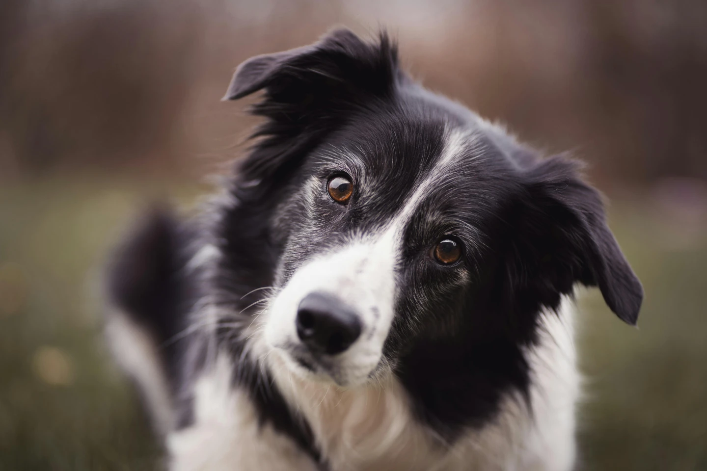 邊境牧羊犬被譽為「狗界天才」。取自pexels